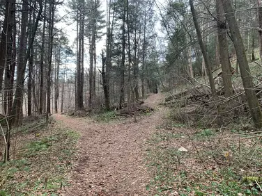 Golden Hill Forest, Lee, MA