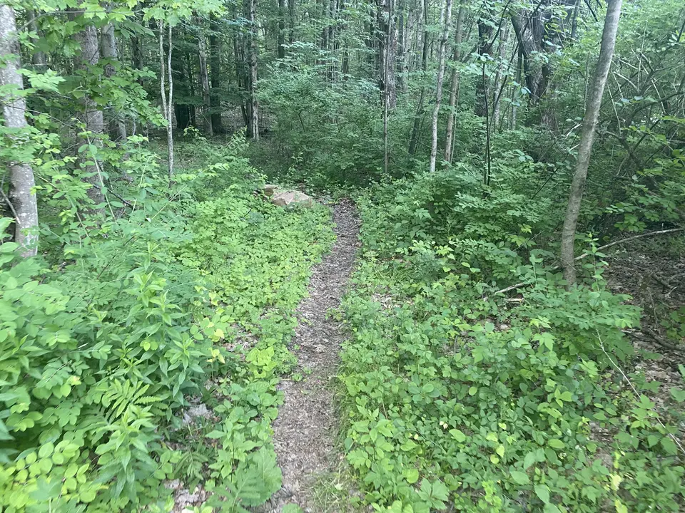 Carriage Road Trail in Williamstown, MA | Berkshires Outside