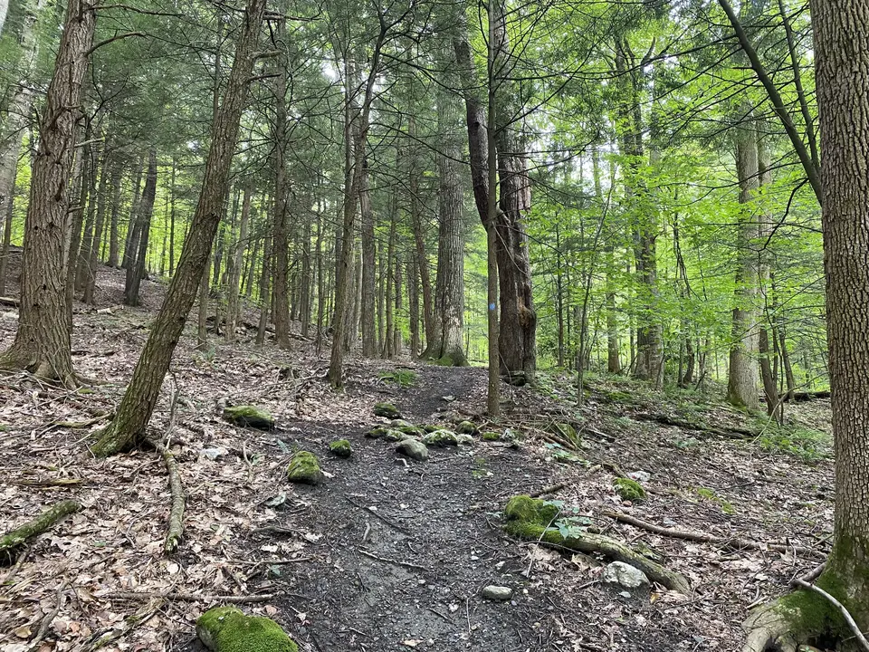 Buxton Ravine Trail in Williamstown, MA | Berkshires Outside
