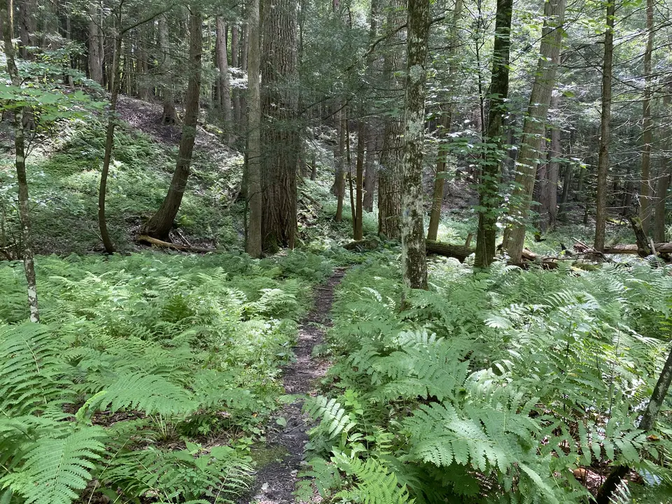 Buxton Ravine Trail in Williamstown, MA | Berkshires Outside