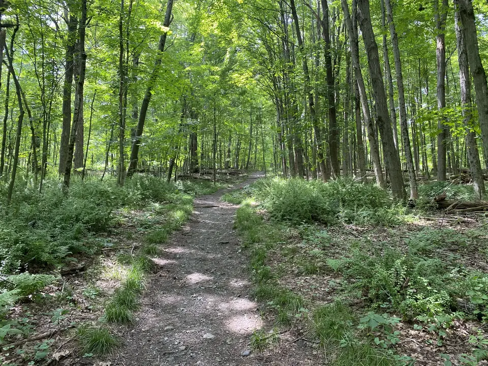 Hopkins Memorial Forest in Williamstown, MA | Berkshires Outside