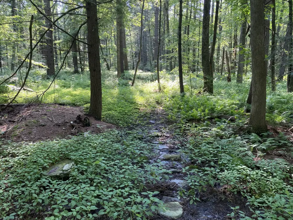 Schiffman Woods Reserve in Alford, MA | Berkshires Outside