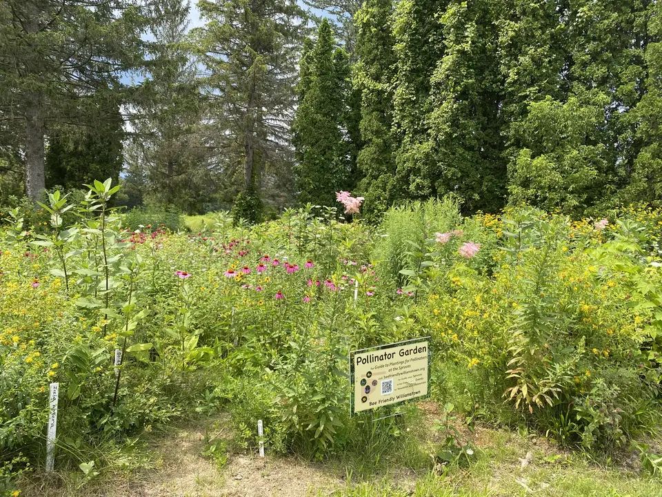 The Spruces Community Park in Williamstown, MA | Berkshires Outside