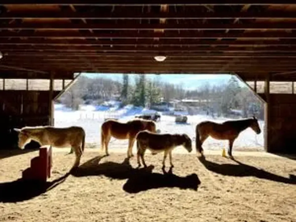 Blue Rider Stables in Egremont, MA | Berkshires Outside