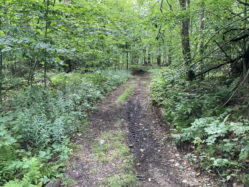 Felton Trail in Washington, MA | Berkshires Outside