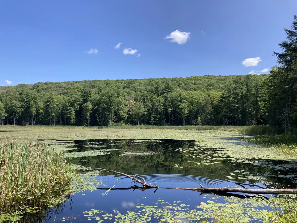Fountain Pond State Park - North Trailhead in Great Barrington, MA | Berkshires Outside