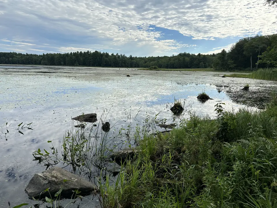 Thousand Acre Swamp in New Marlborough, MA | Berkshires Outside
