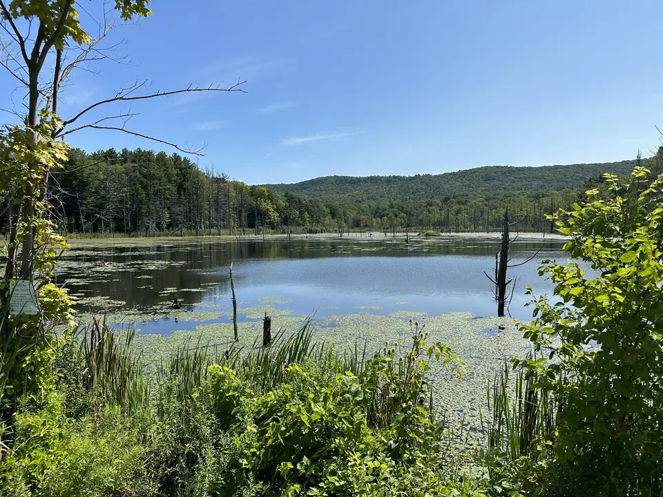 Tracy Brook Wildlife Management Area in Richmond, MA | Berkshires Outside