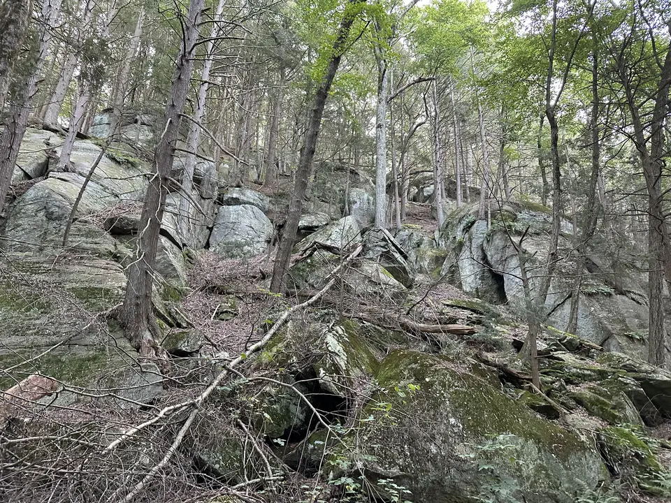 East Mountain Forest in Great Barrington, MA | Berkshires Outside