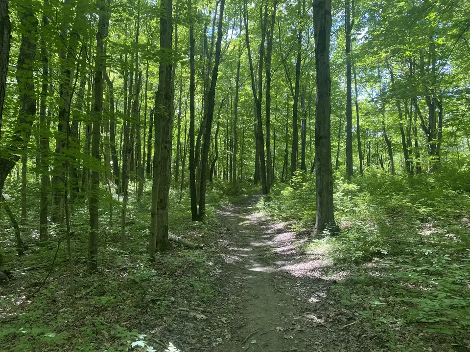 Cadwell Woods Conservation Area in Pittsfield, MA | Berkshires Outside
