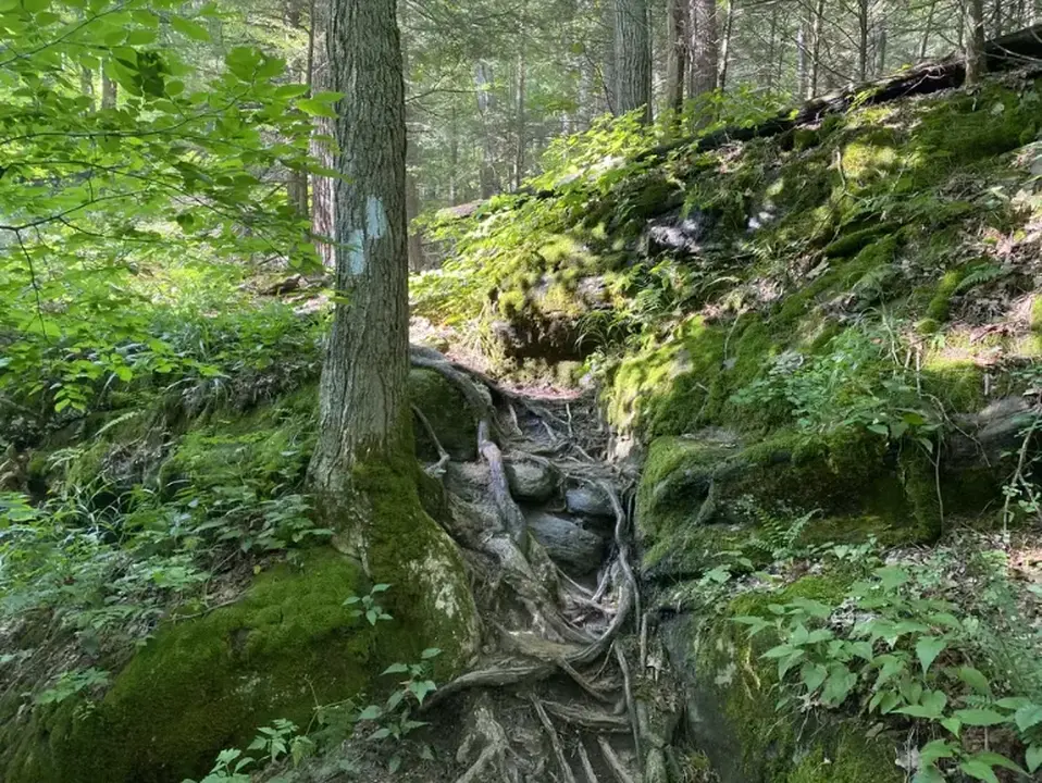 A narrow section of the trail surrounded by mossy roots and rocks.