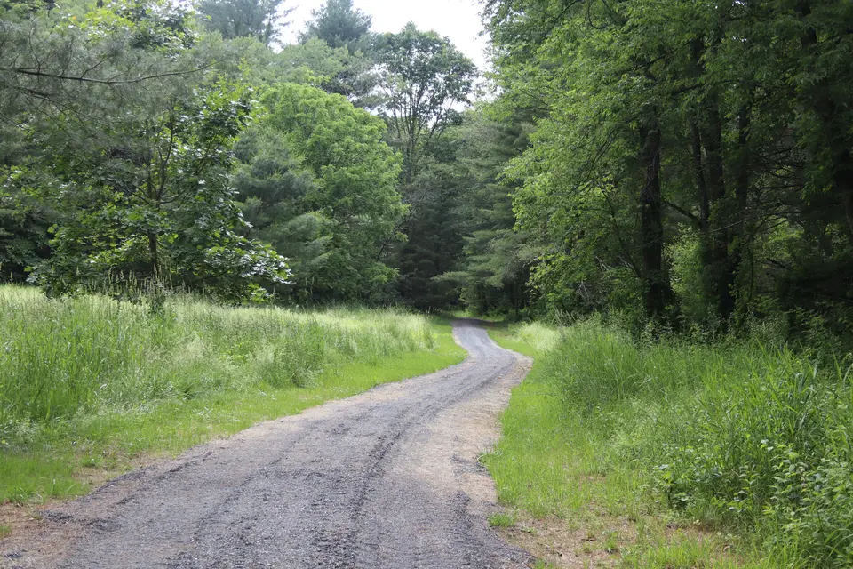 An accessible trail runs through a clearing in the woods.