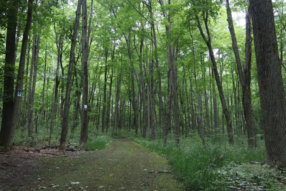 Coakley Trail in Kennedy Park, viewed from the Aspinwall Road trailhead.