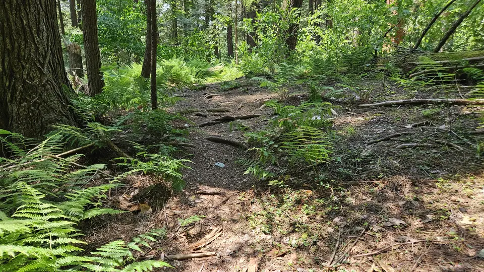 Roots on the trail
