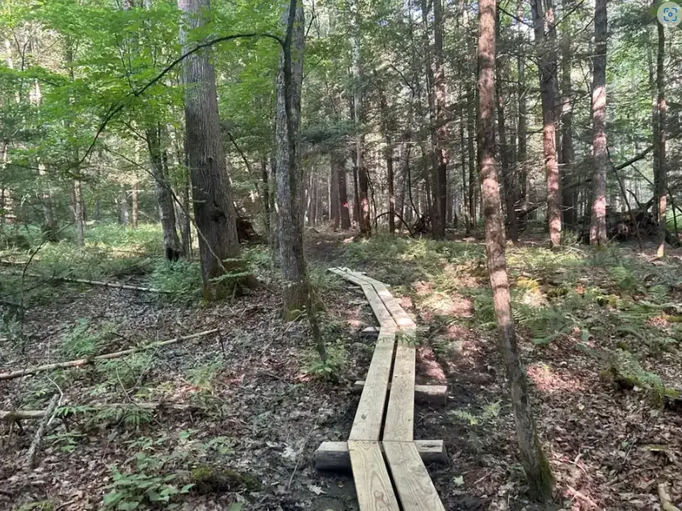 Section of the trail that runs over a marshy area via wooden planks.