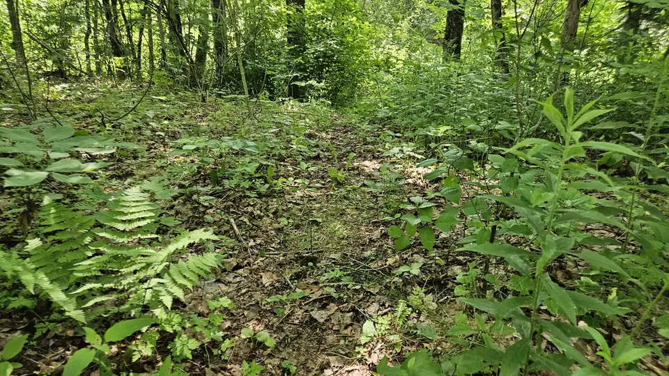 The primitive path leading down to the water