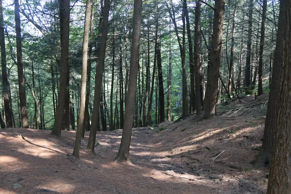 The descent down to the viewing area for Campbell Falls.