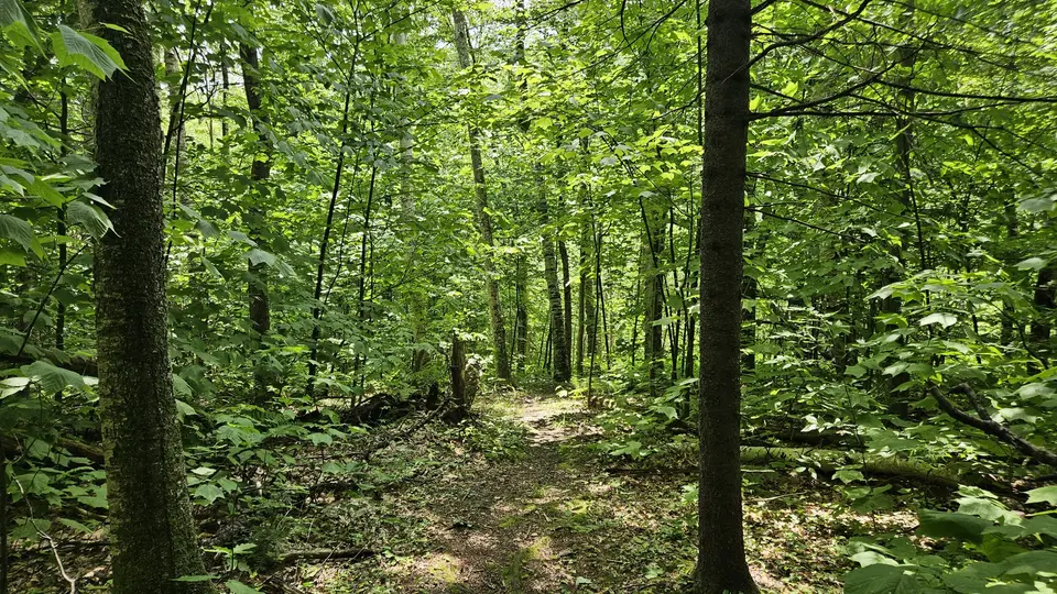 The trail
