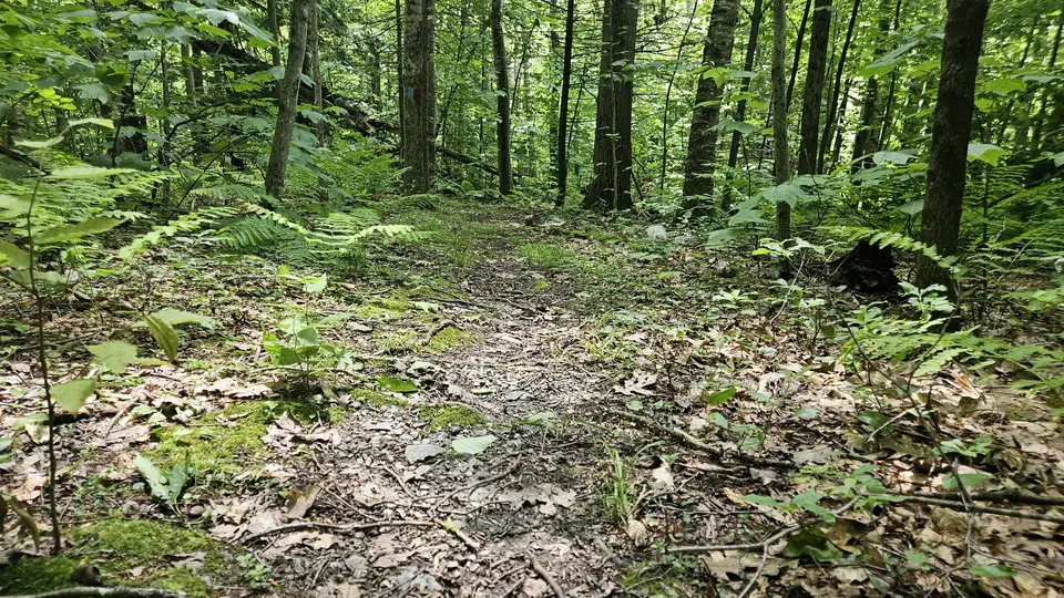 A close up of the sticks and leaves covering the trail