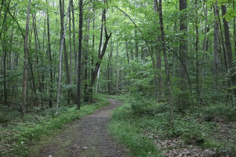 The Undermountain trail, taken close to the Cliffwood Street trailhead.