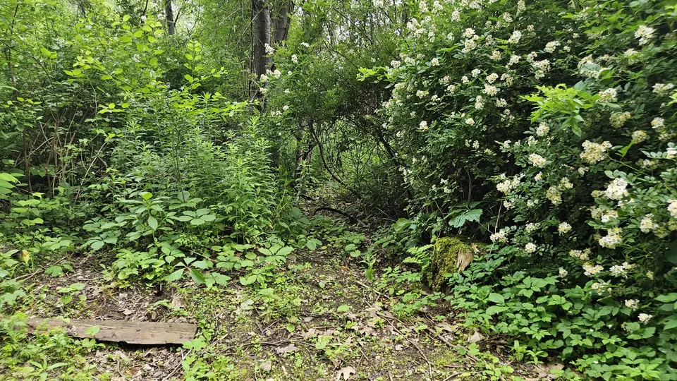 The start of the trail