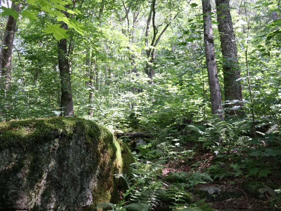 The initial ascent of Donato's Trail, a short distance from the parking lot.