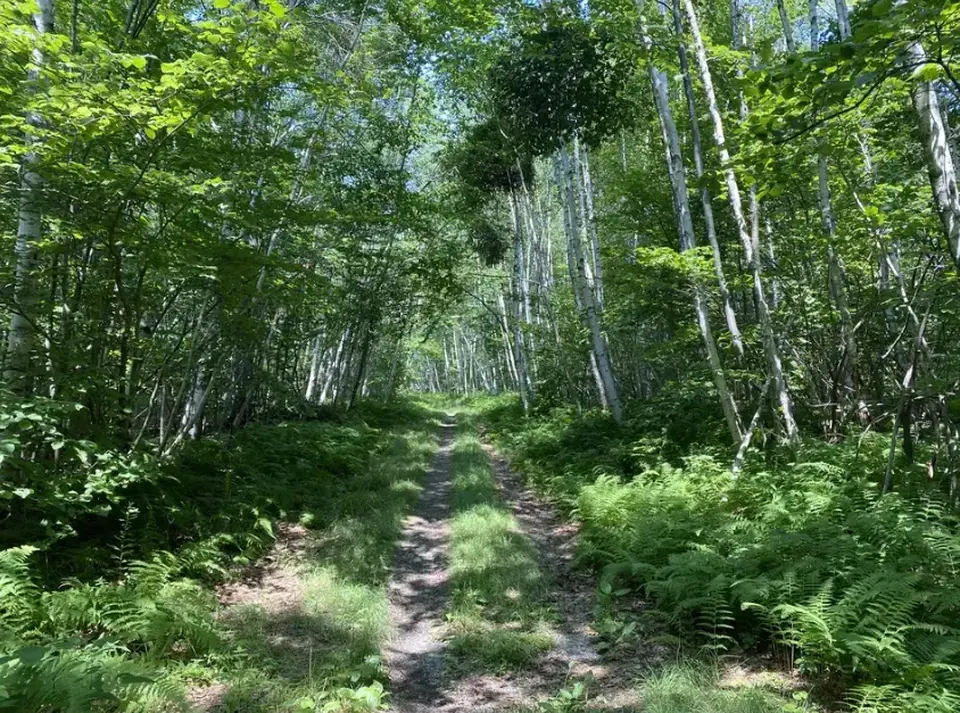 A hilly section of the Father's Loop trail.