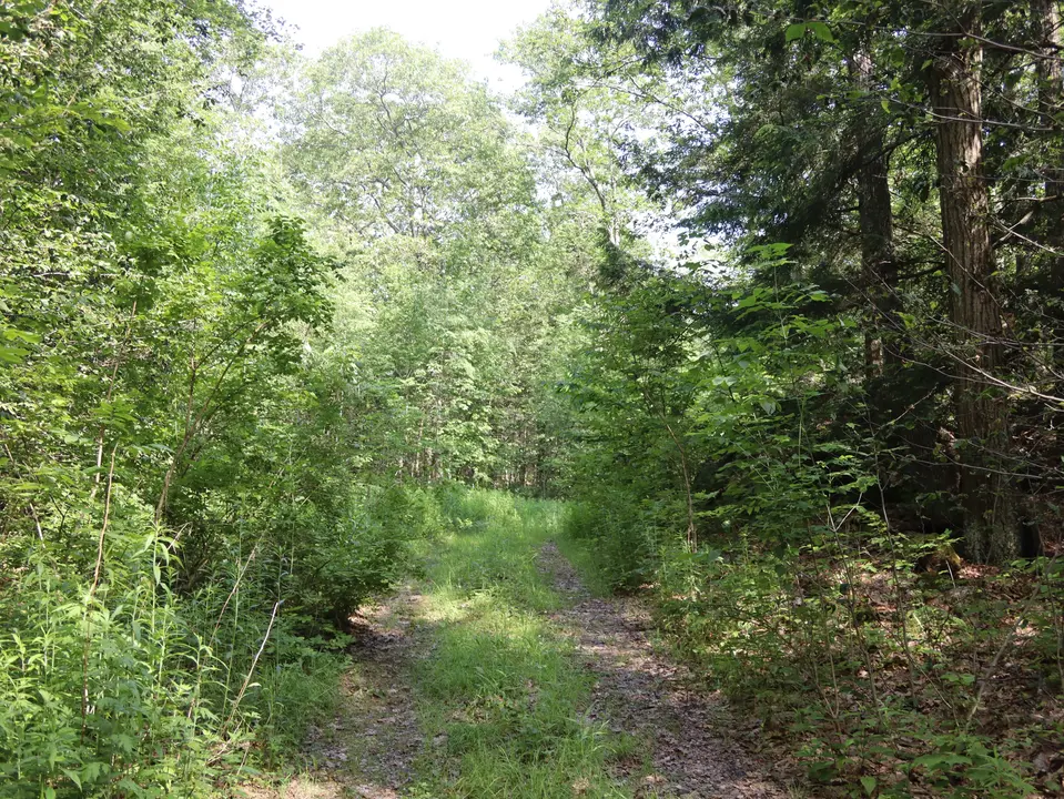 Tall vegetation grows on the double-tracked Finnerty trail.