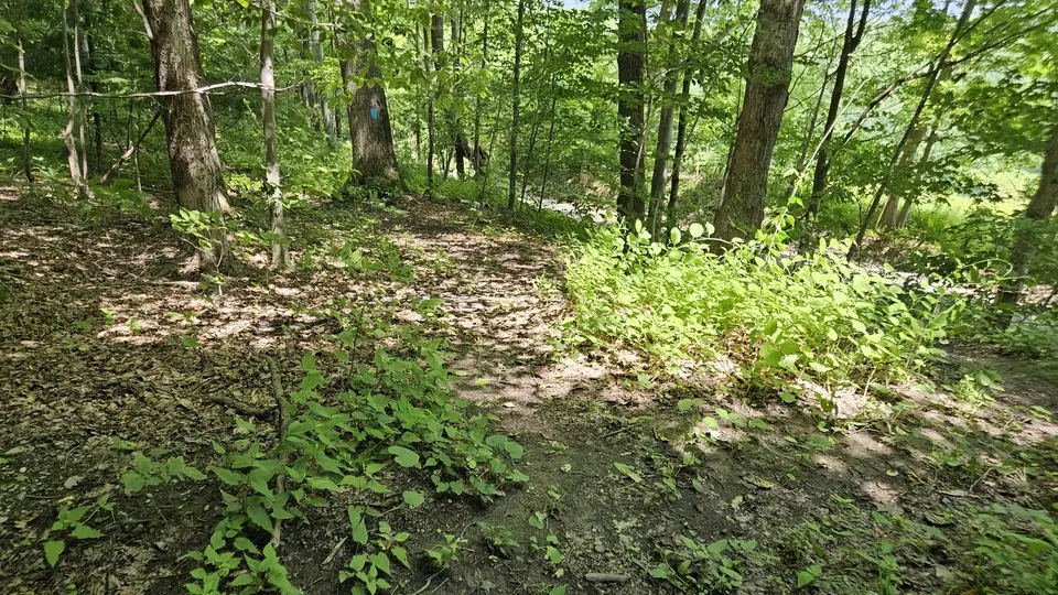 A section of the trail