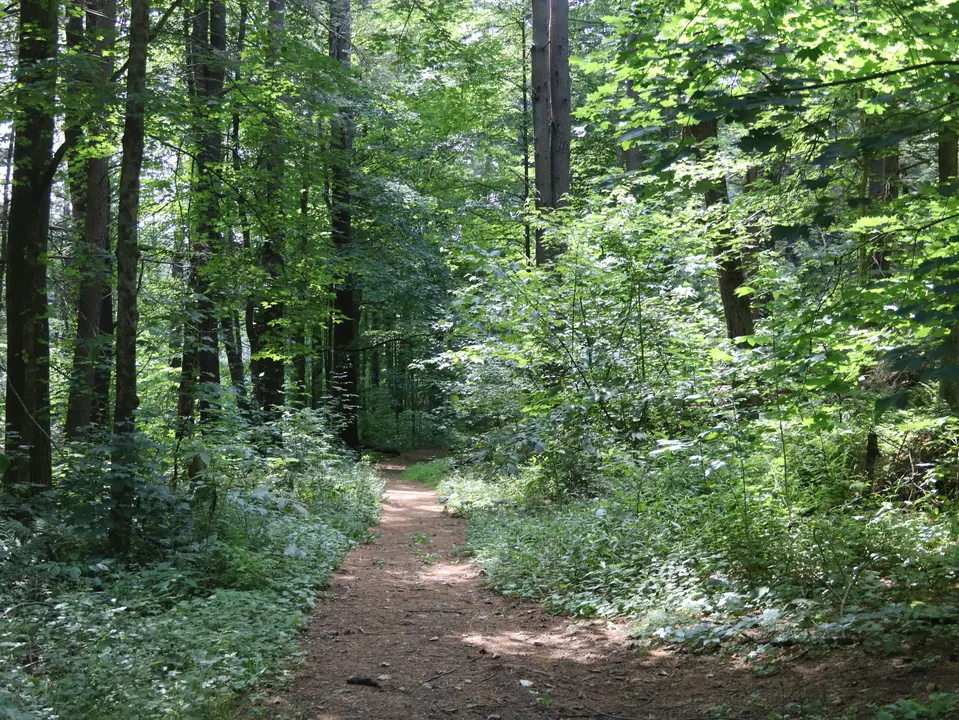 Golden Hill Forest in Lee, MA | Berkshires Outside