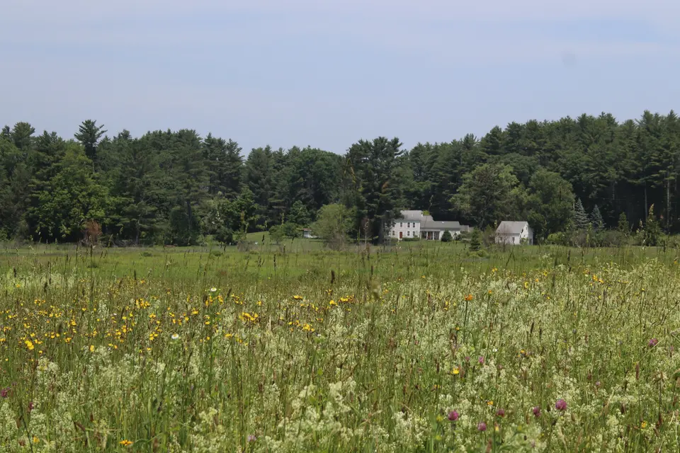 Tall vegetation off one of the Goodnow Preserve trails.
