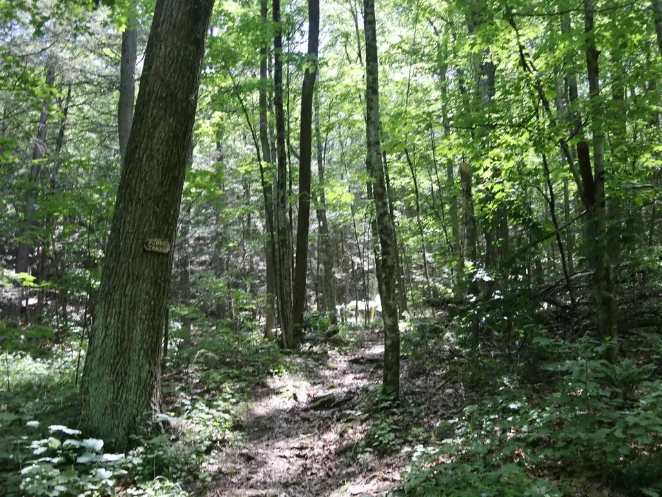 Ascent up the Gorge Trail from Woodland Road.