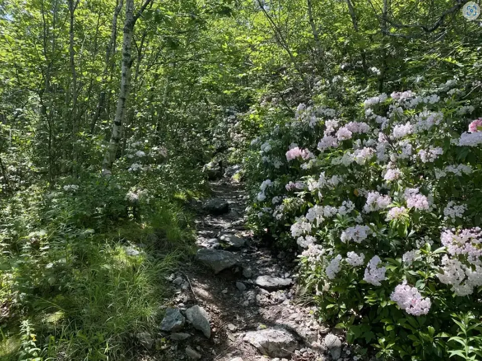 A portion of the Guilder Pond trail.