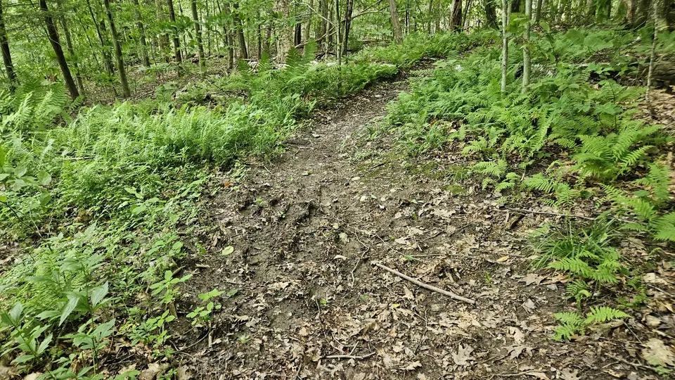 A muddy section of the trail 