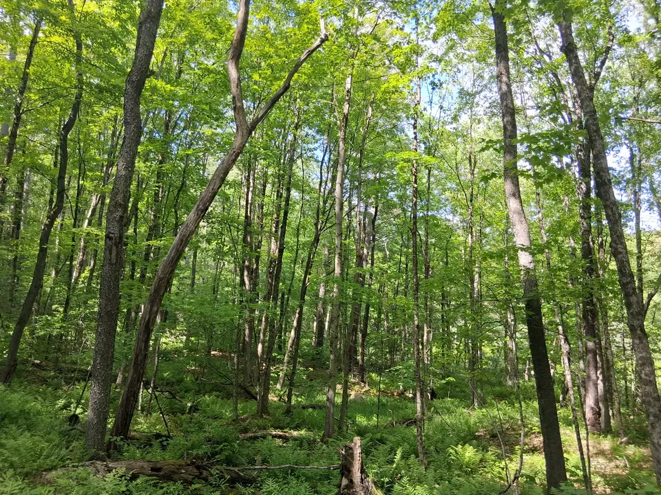 Views of the forest surrounding the trail