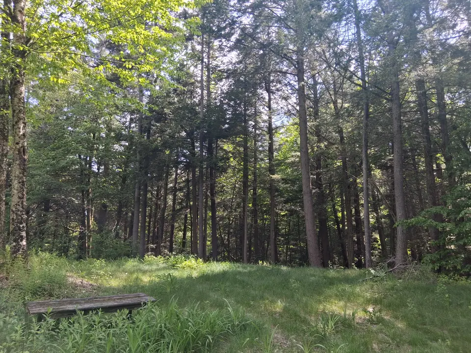 A wooden bench sits halfway through the Headwaters trail, surrounded by hemlock trees