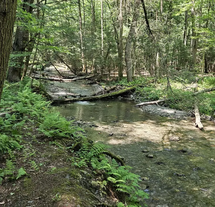 The Brook, with stones and grass