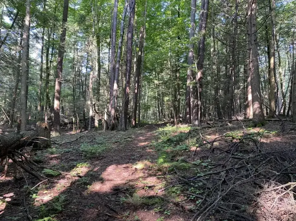 A flat, wooded section of Karner Brook WMA