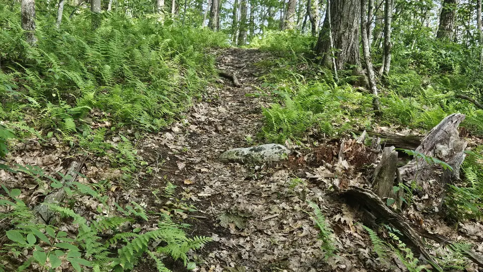 Hoosac Trail Trailhead in North Adams, MA | Berkshires Outside