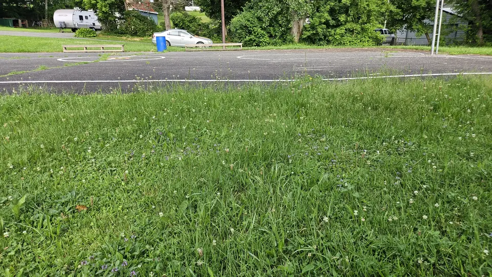 The tall grass around the basketball court.