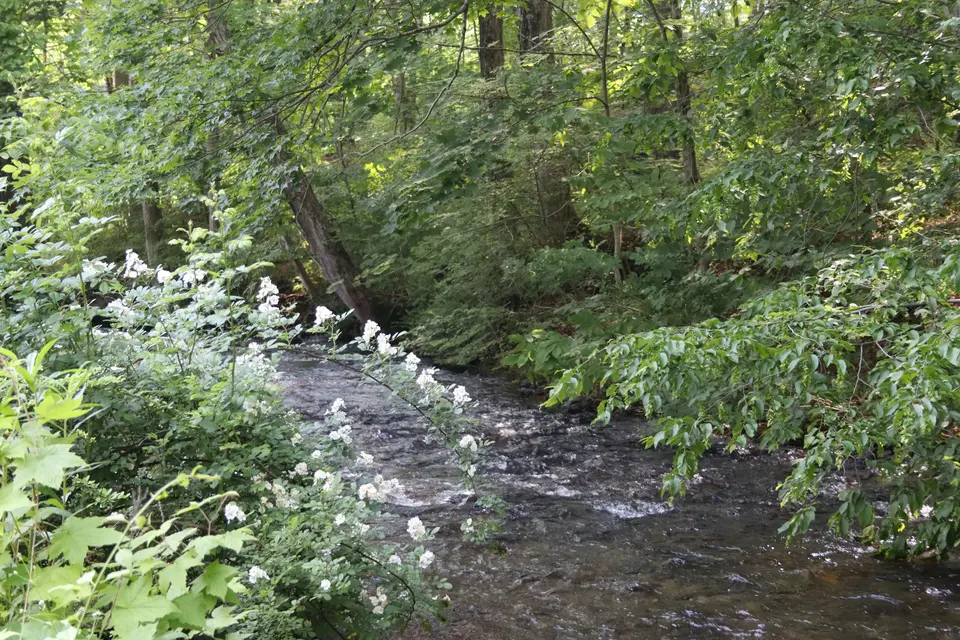 Larrywaug Brook.