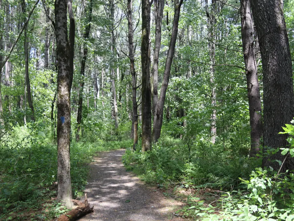 The accessible loop trail in Lake Mansfield Park.