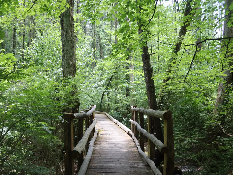 A bridge crosses a marshy area on an accessible portion of the Lake Mansfield trail.