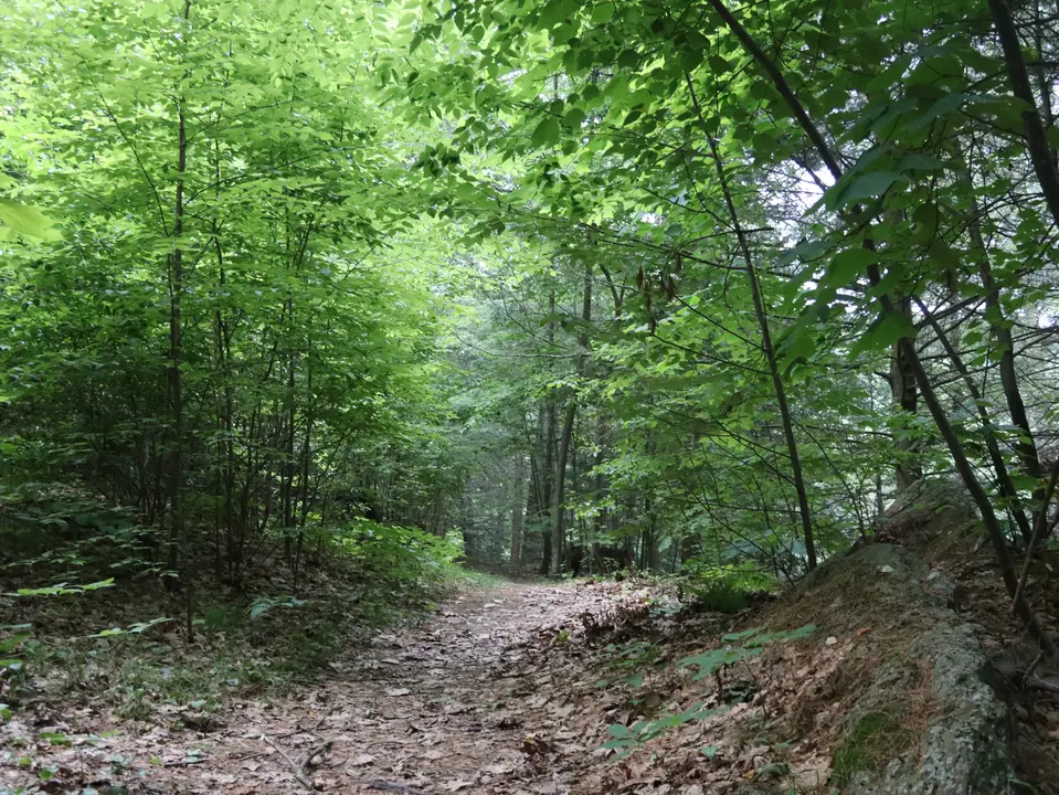 The trail ascends up a small hill from the Town Hall parking area to the Laurel Hill Rostrum. 