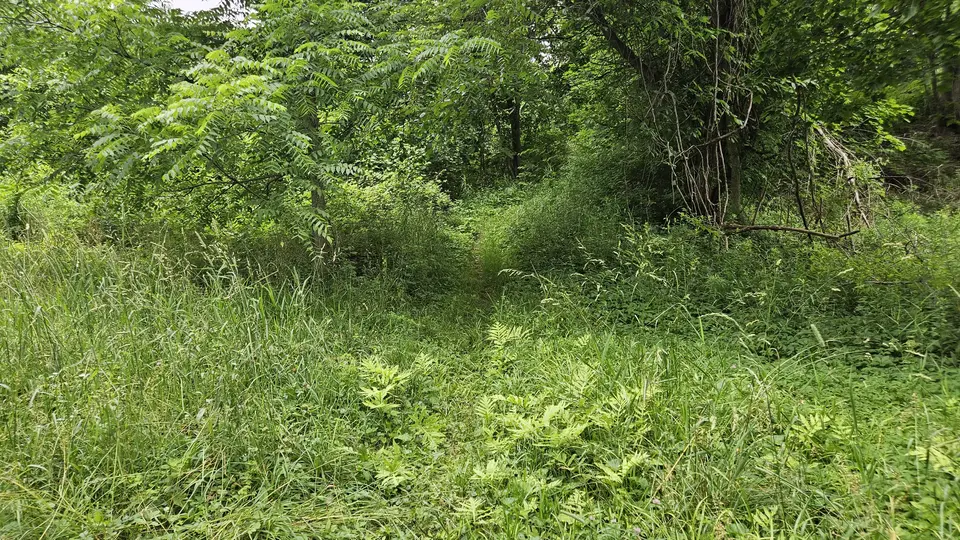 The path covered in grass.