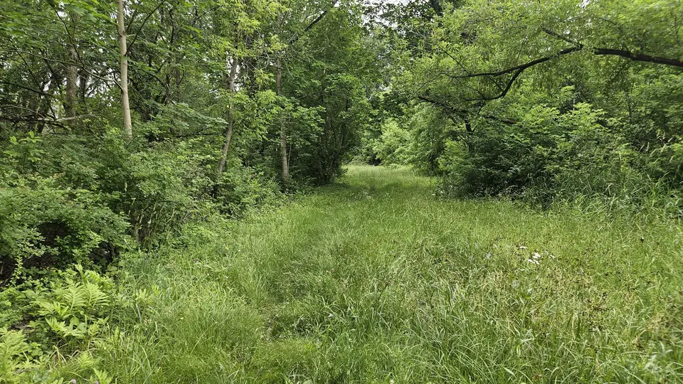 The path covered in grass.
