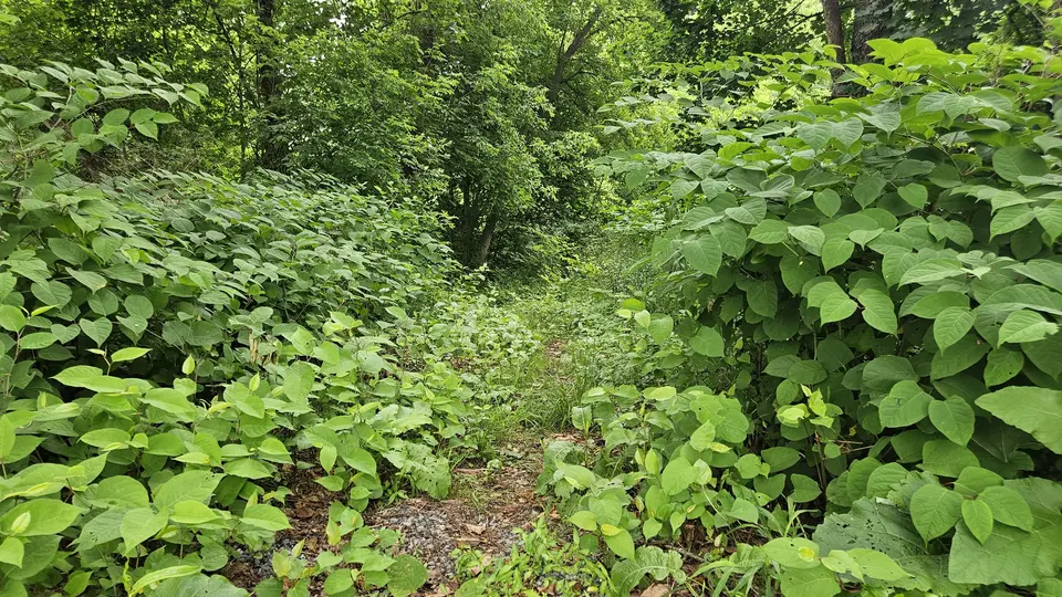 The path, covered in brush and grass.
