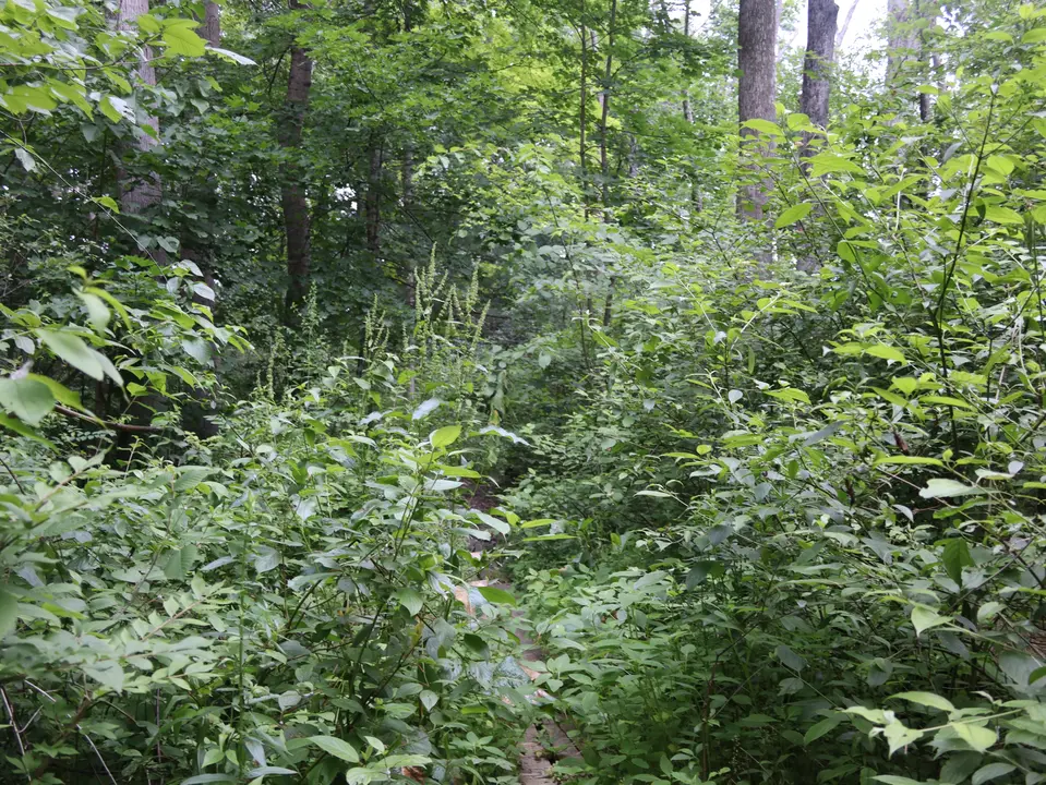 Thick vegetation surrounds the Lower Bowker Woods trail.