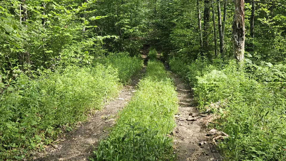 The uneven trail with grass and stones.