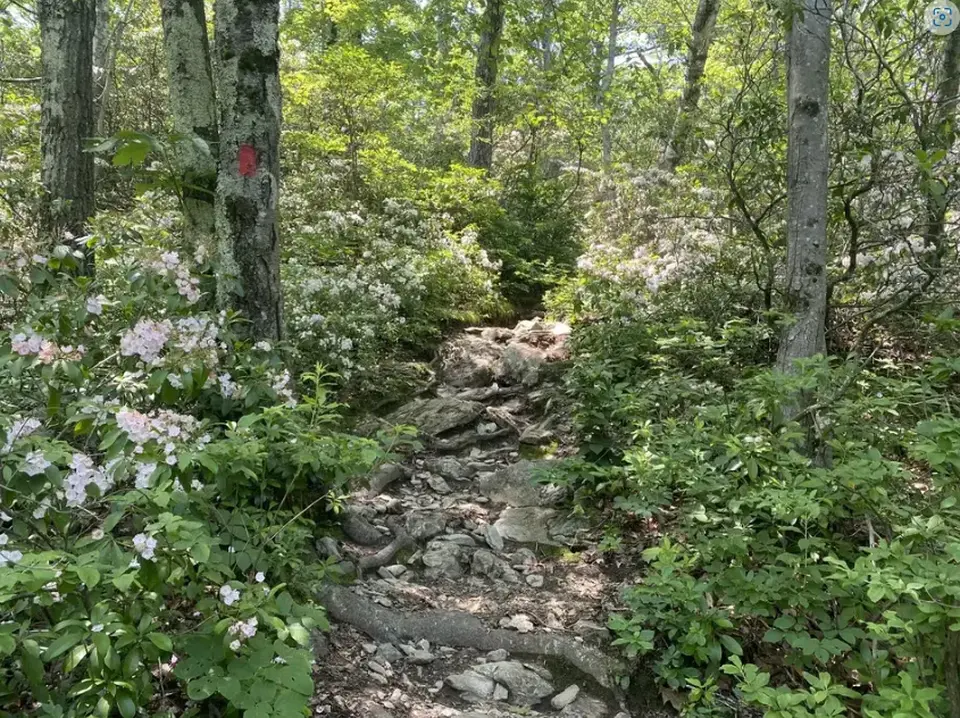 A section of the Mount Frissell trail.